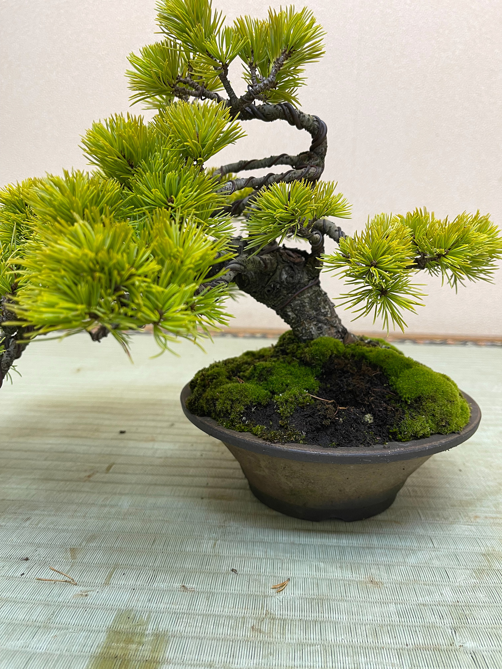 新しいブランド 那須五葉松寄植盆栽 B 植物/観葉植物 - tri-web.com